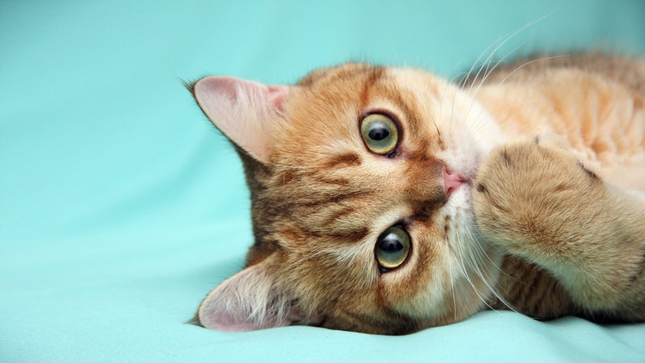 Красивые котики