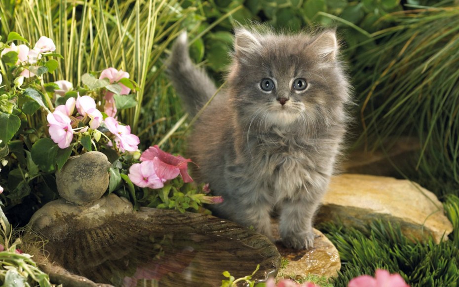 Красивые обои с котиками