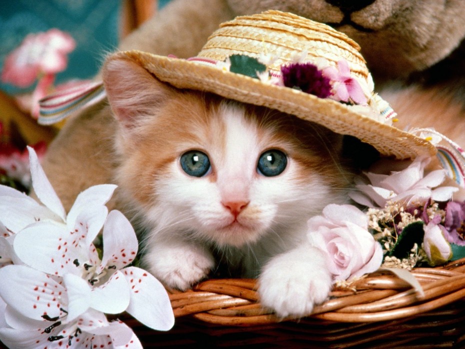 Красивые котики