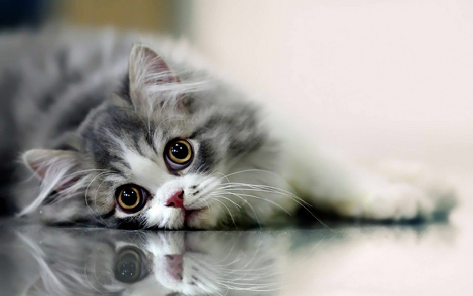 Кот скучает