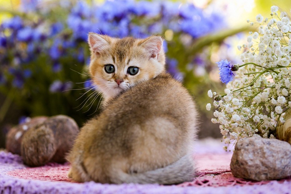 Красивые котята в цветах