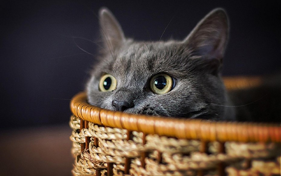 Смешные коты обои