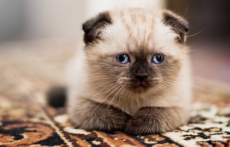 Вислоухая кошка