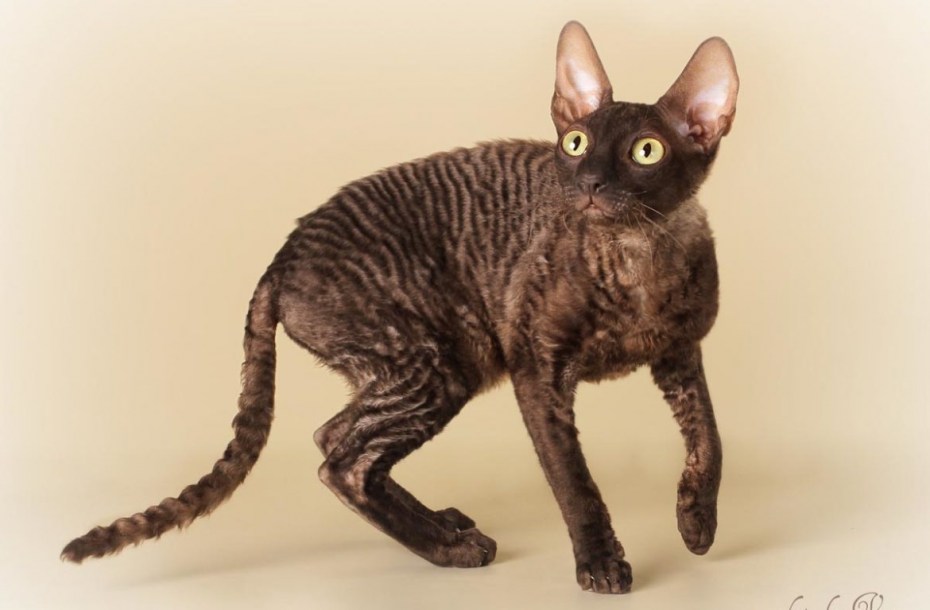 Корниш рекс кошка