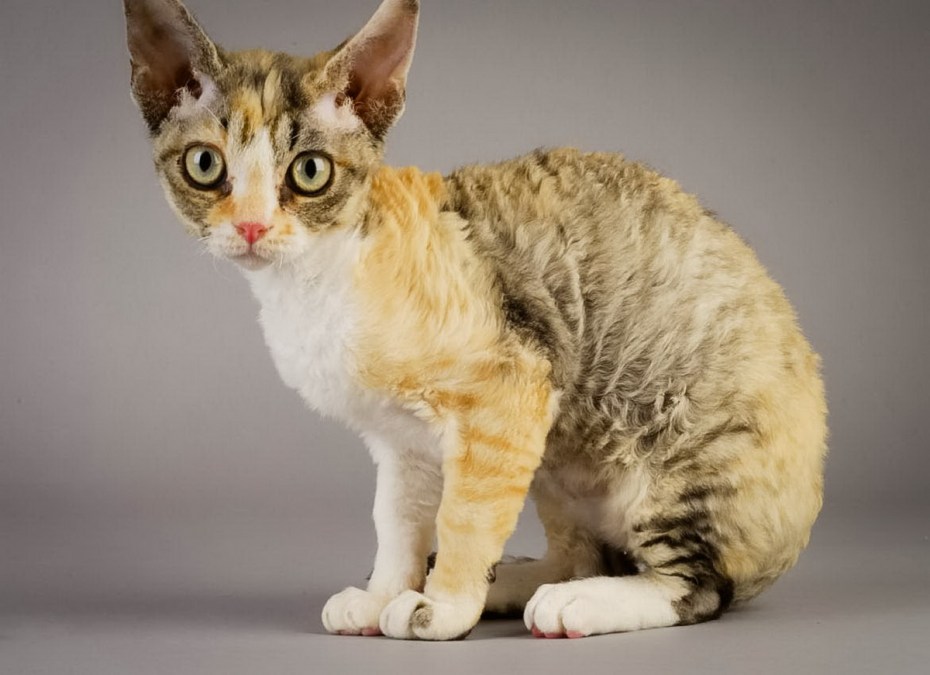 Корниш рекс кошка
