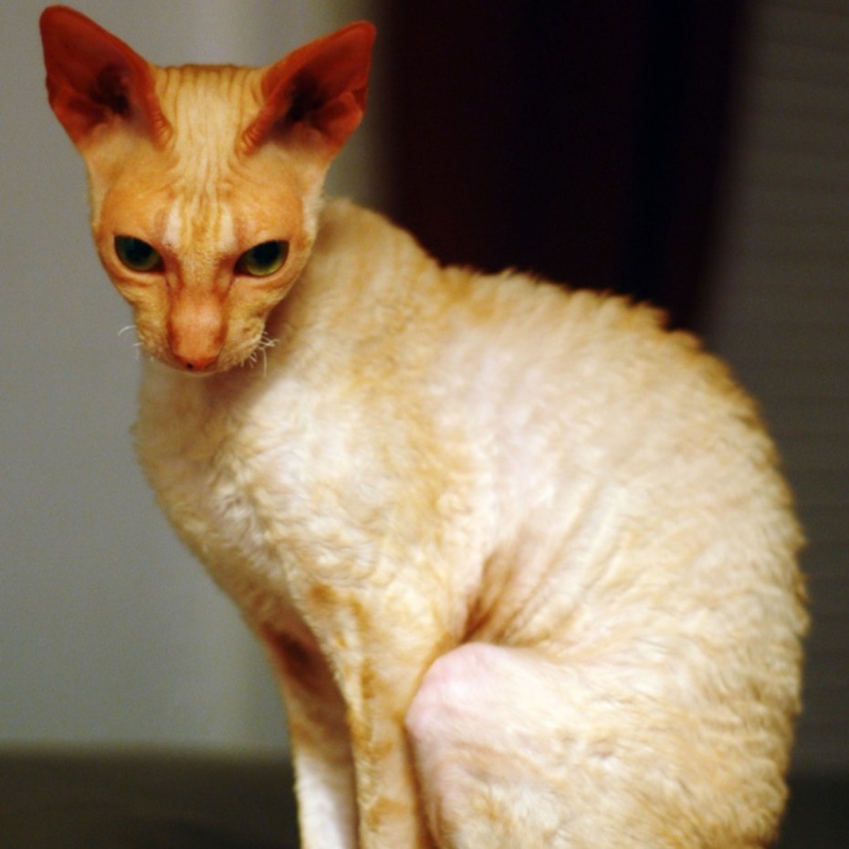 Корниш рекс кошка
