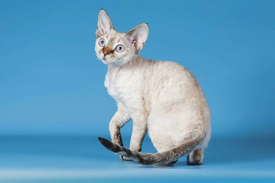 Корниш рекс кошка