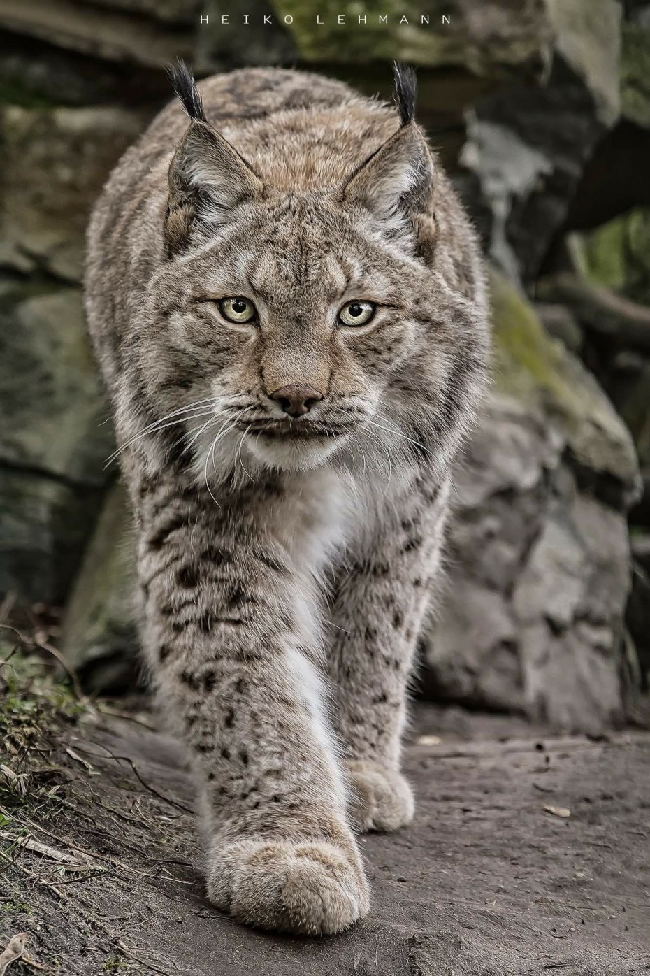 Рысь — Lynx Lynx