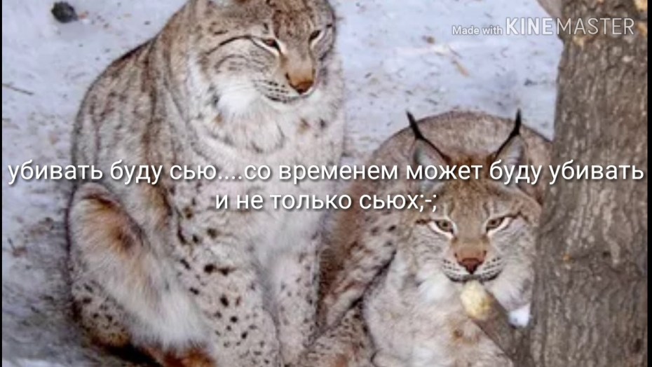 Бобкэт Рысь