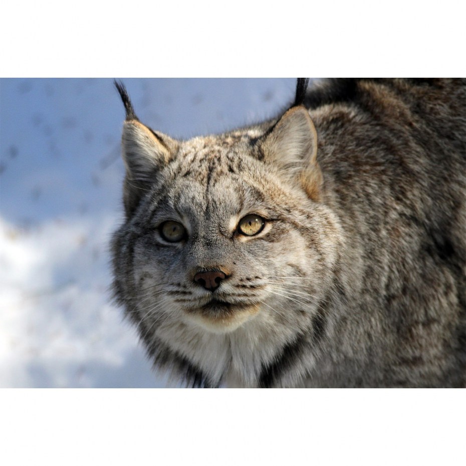 Канадская Рысь (лат. Lynx canadensis)
