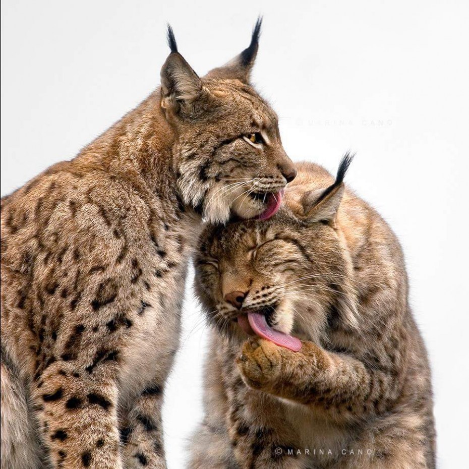 Обыкновенная Рысь Lynx Lynx