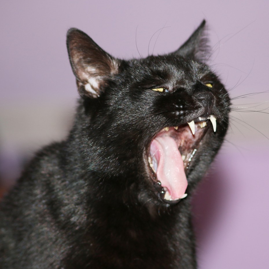 Черный котенок зевает