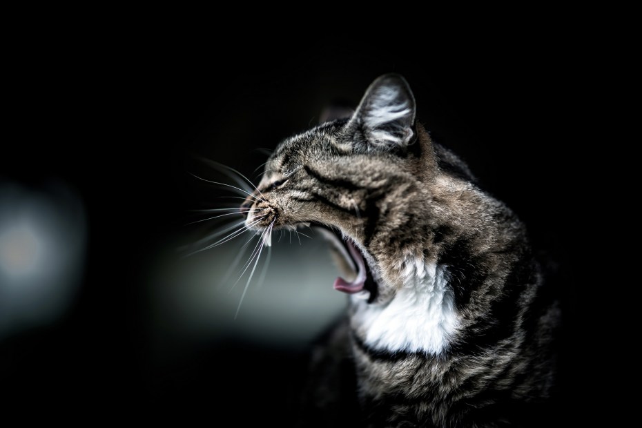 Злая кошка