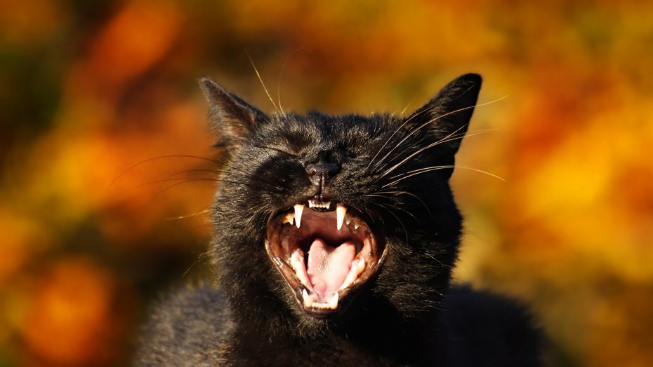 Кричащий кот