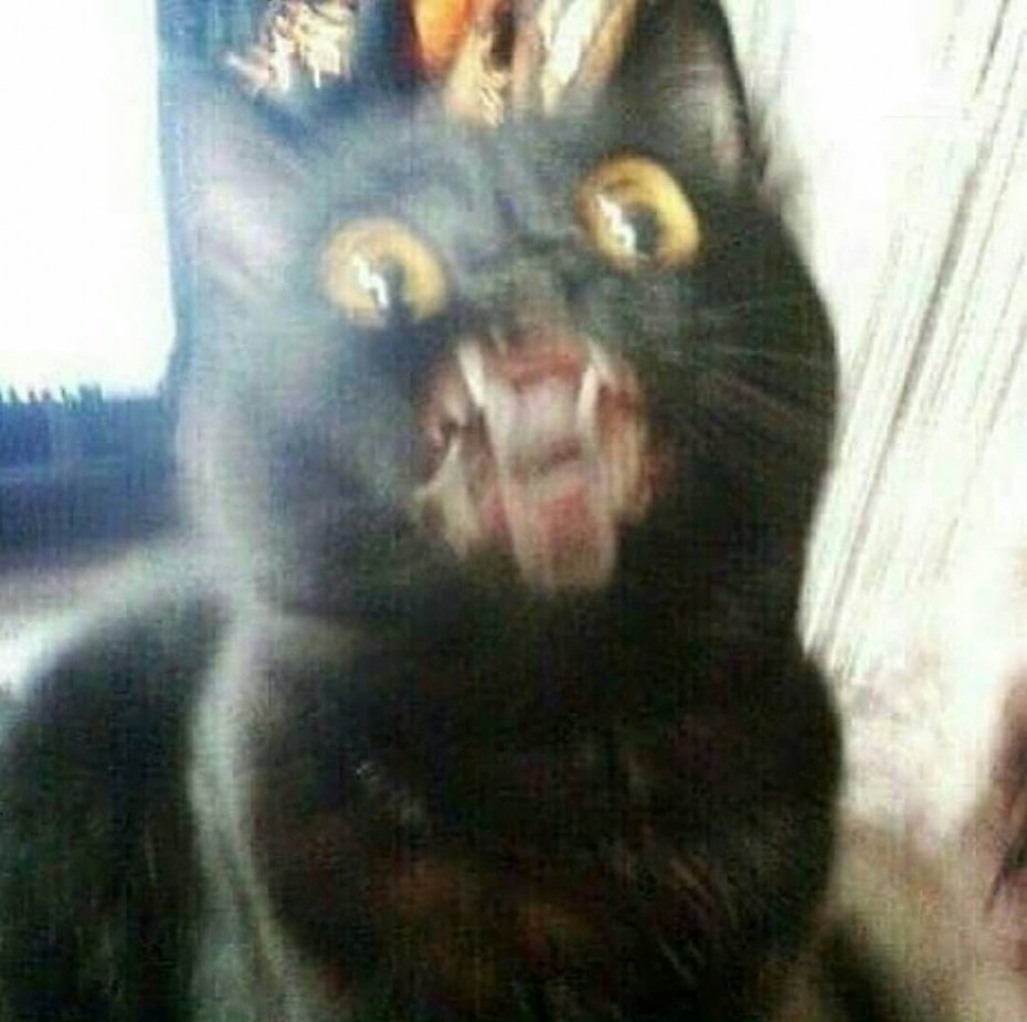 Черный кот облизывается