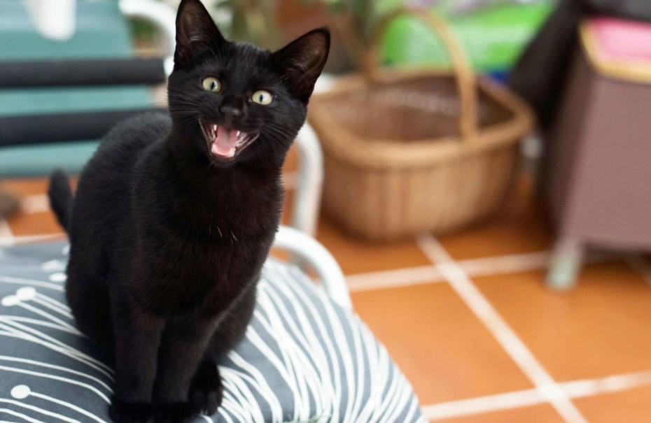 Кошка мяукает