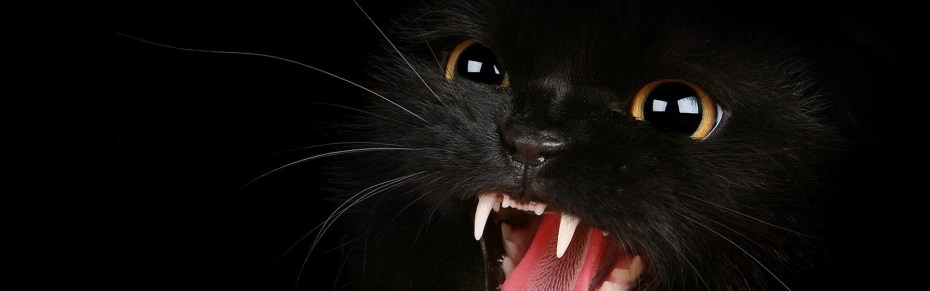 Неудачные снимки котов