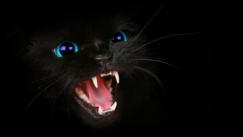 Black Cats Day