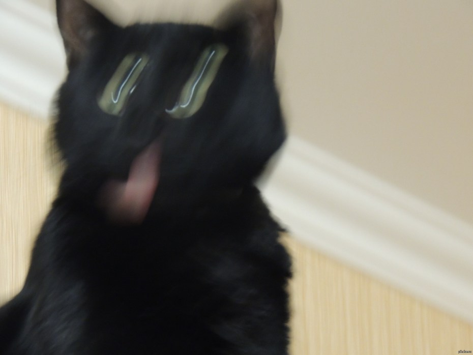 Смазанные коты