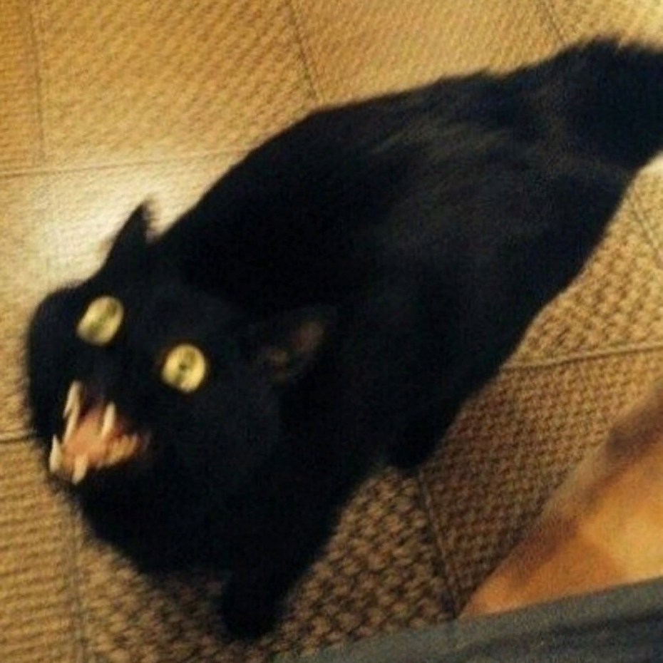 Черный кот Мем