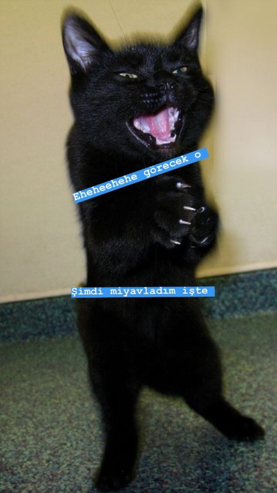 Смешной черный кот
