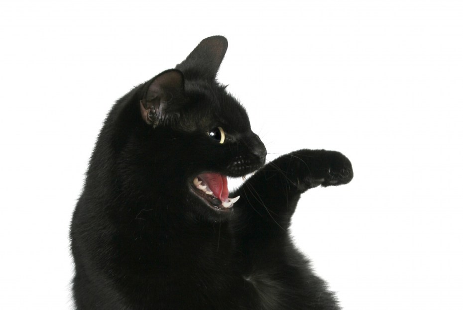 What's up Cat