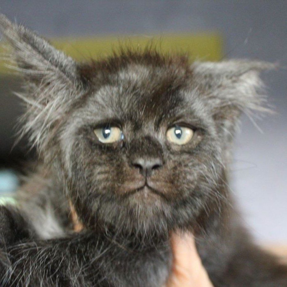 Кот Мейн кун с человеческим лицом