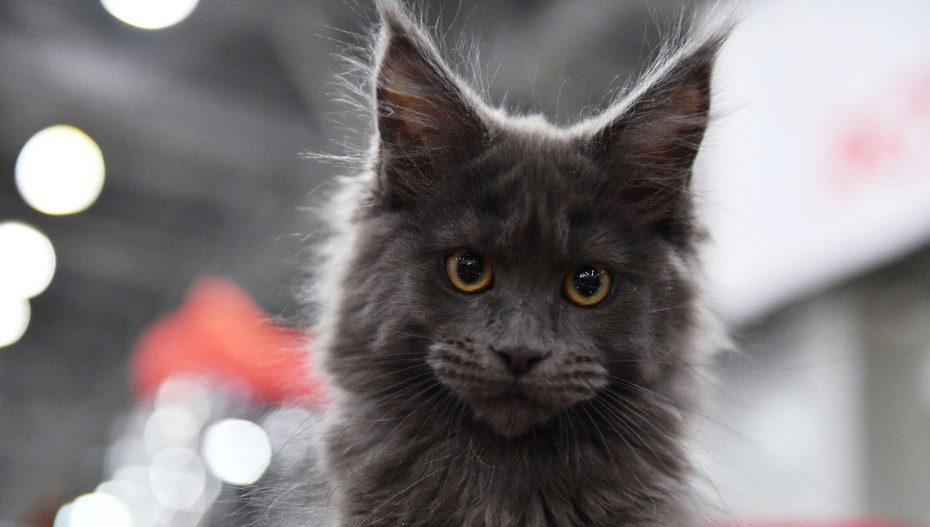 Котенок Мейн кун Валькирия