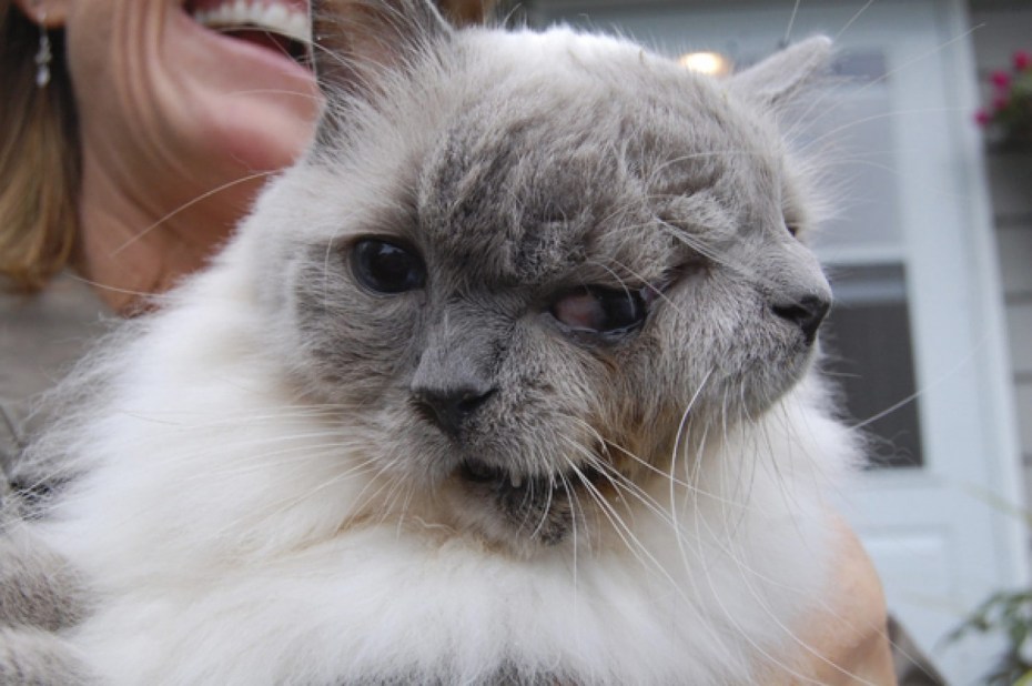 Приложение с мордой кота