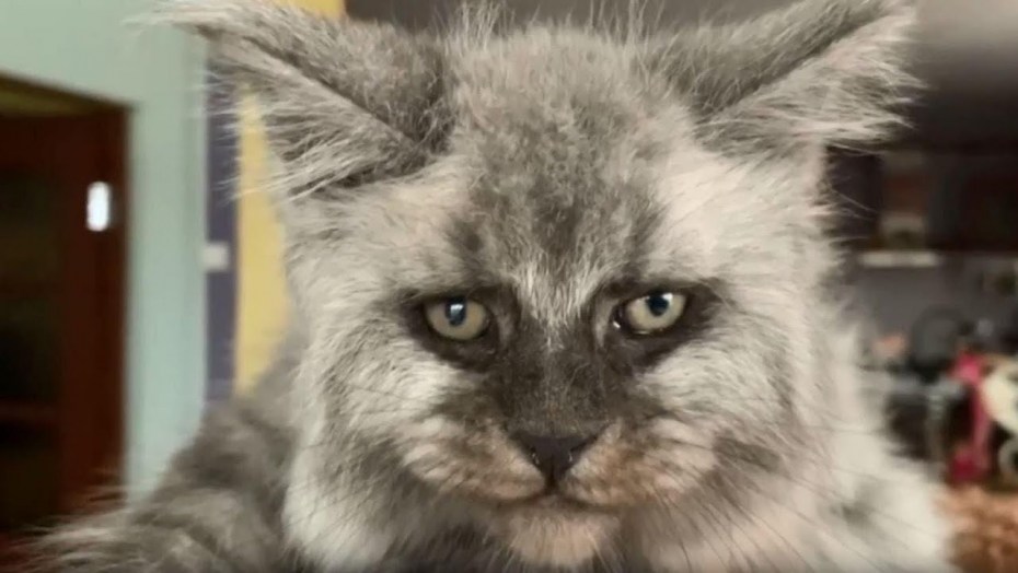 Кот мэйкун с человеческим лицом