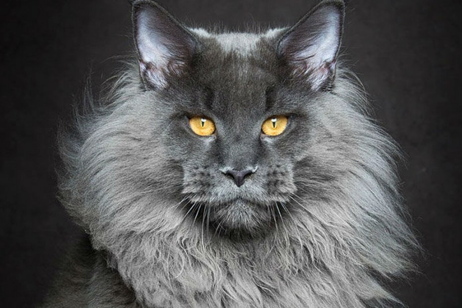 Кот Федор Михалыч