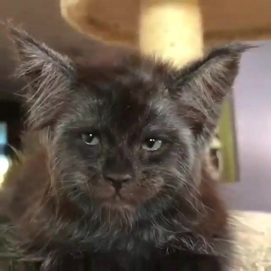 Кот с человеческим лицом