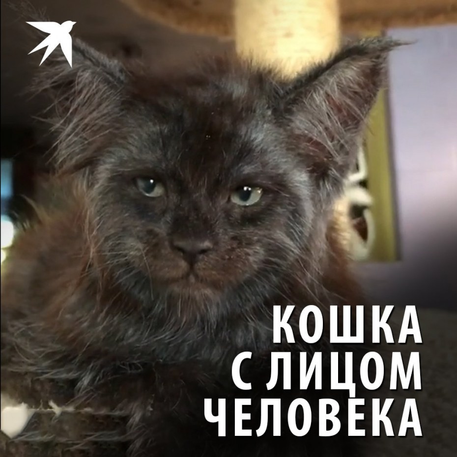Королевский дымчатый Мейн кун