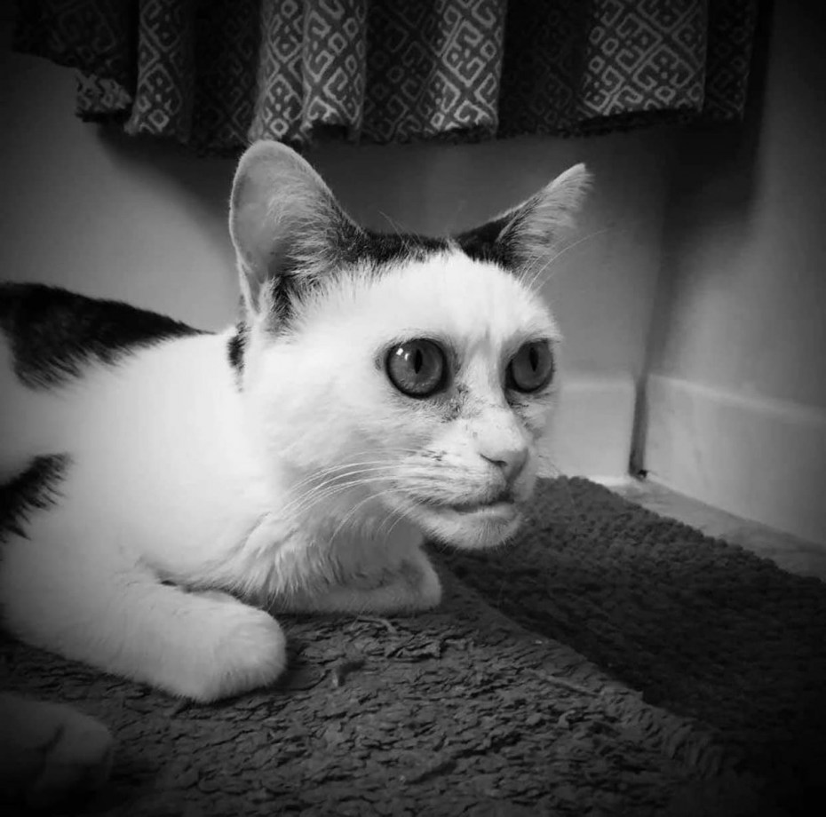Кот с серьезным человеческим лицом