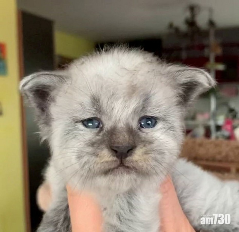 Гигантский кот Мейн кун