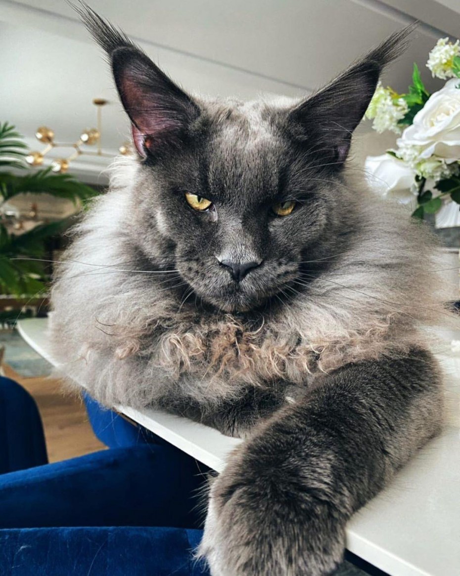 Кошка Стива Бушеми