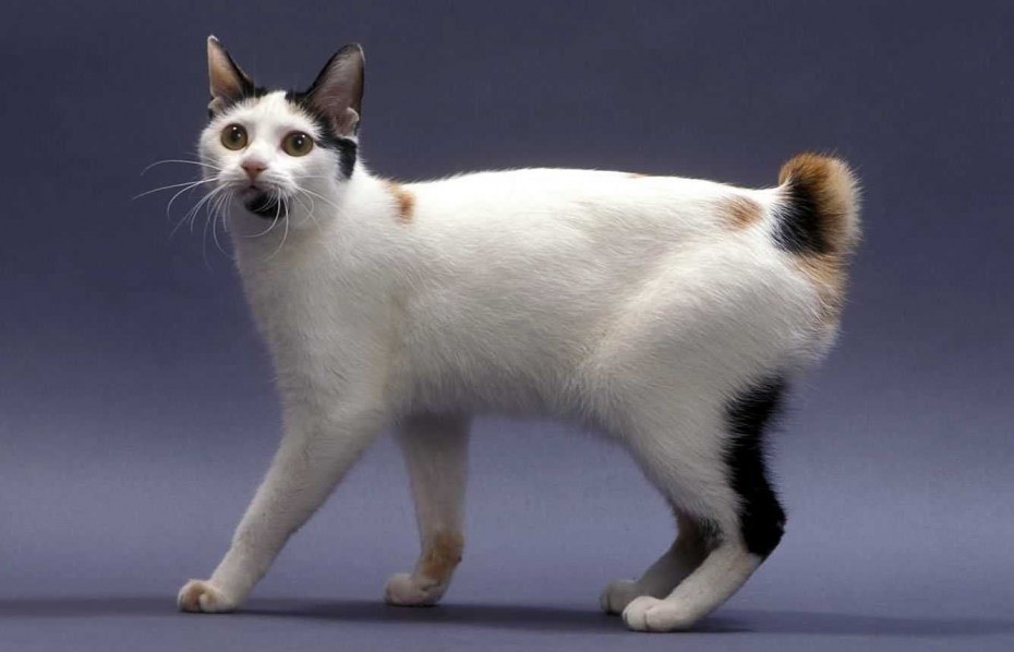 Японский кот