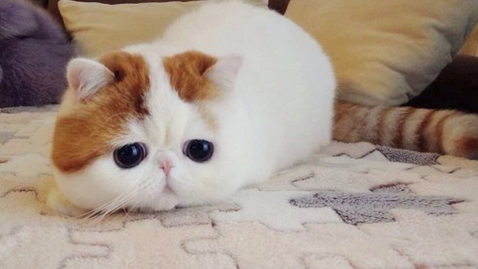 Милые большие кошки