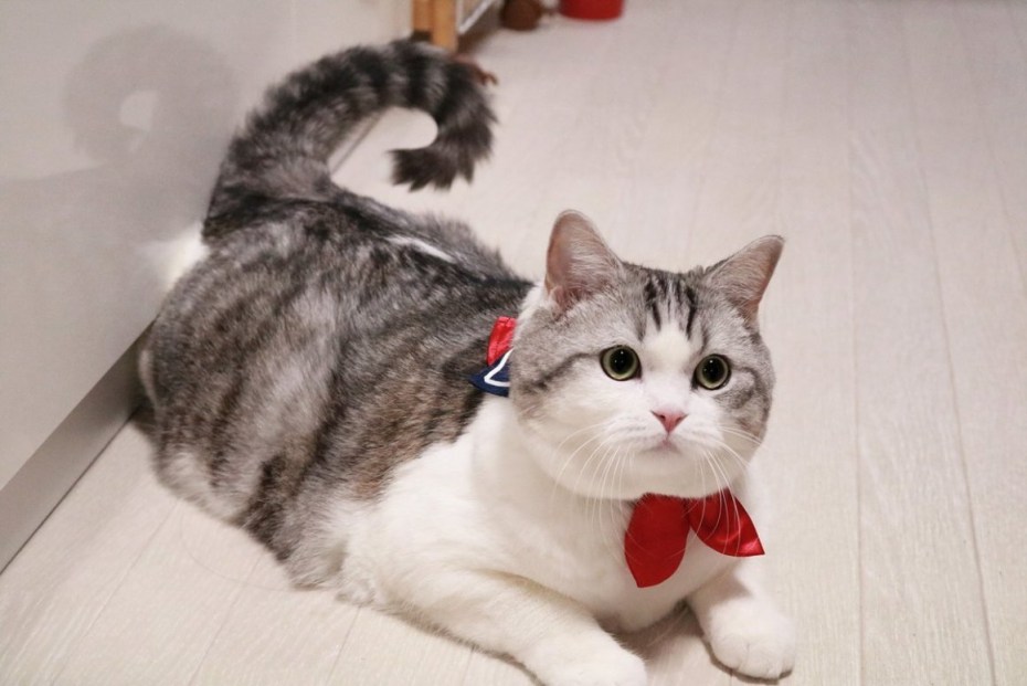 Милые коты