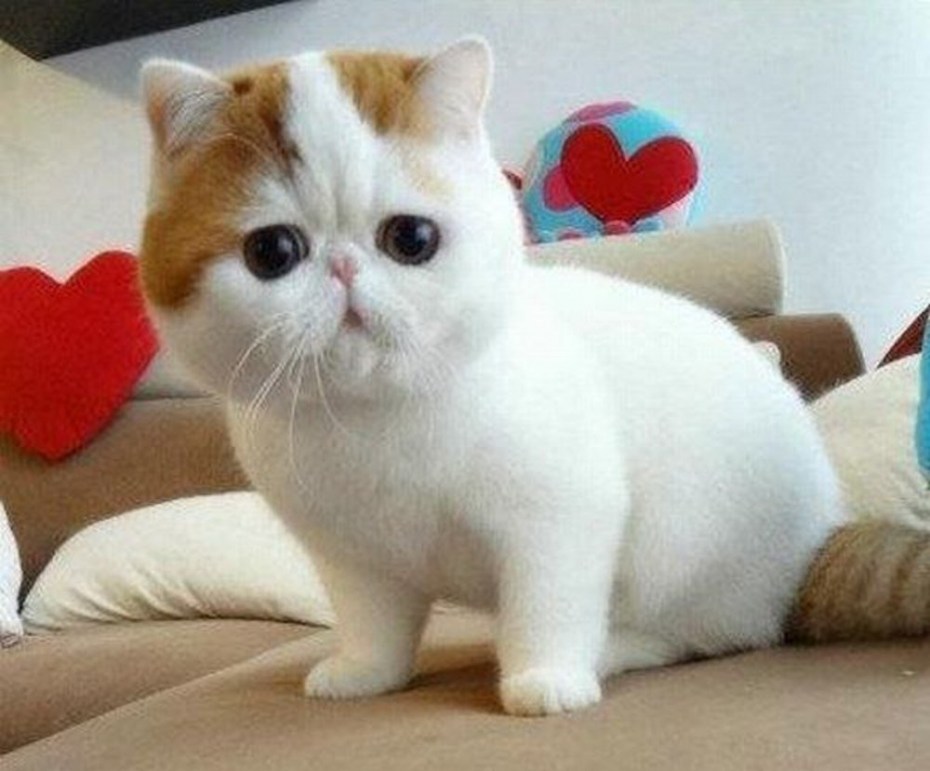 Кот Манчкин экзот
