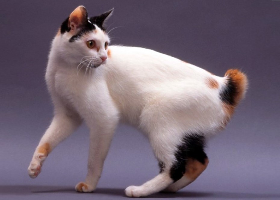 Японский белый кот