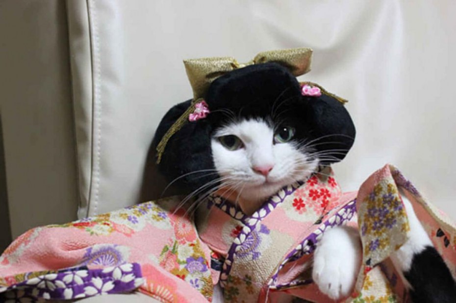 Японский бобтейл