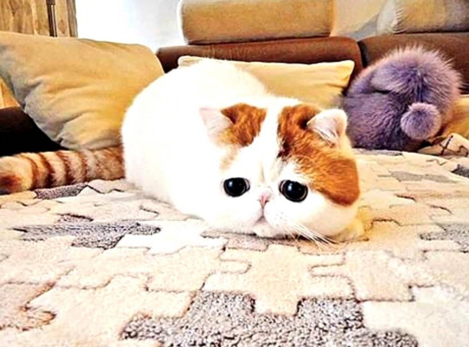 Кошки экзоты короткошерстные