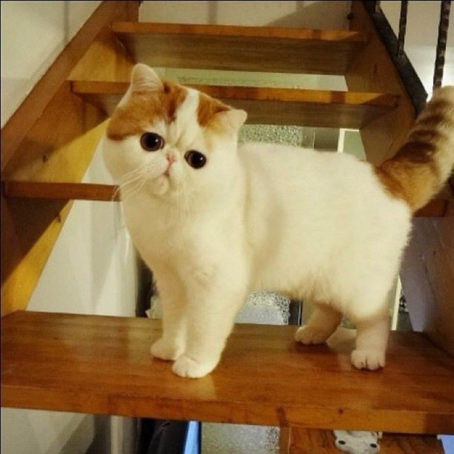 Экзотическая короткошерстная кошка