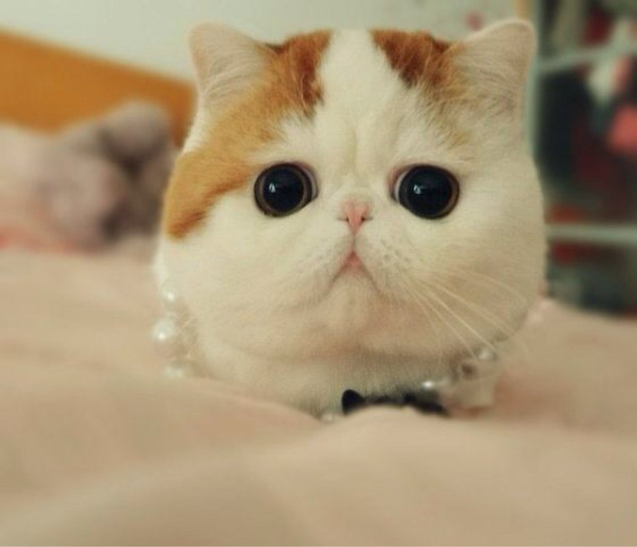 Шествие котов Япония