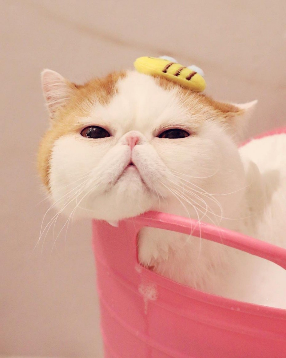 Коты экзоты Снупи