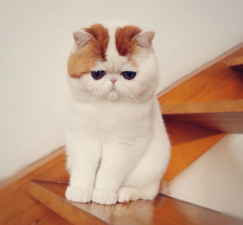 Модные котики в очках