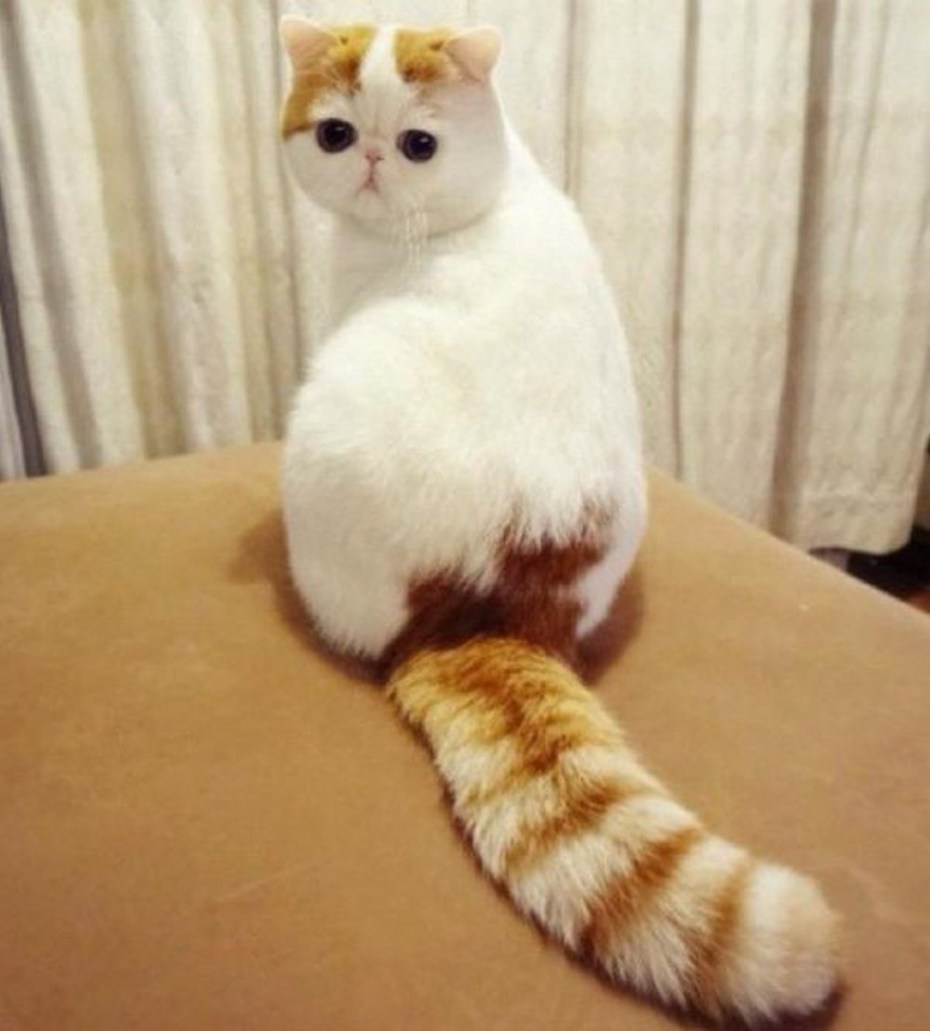 Японский бобтейл кошка