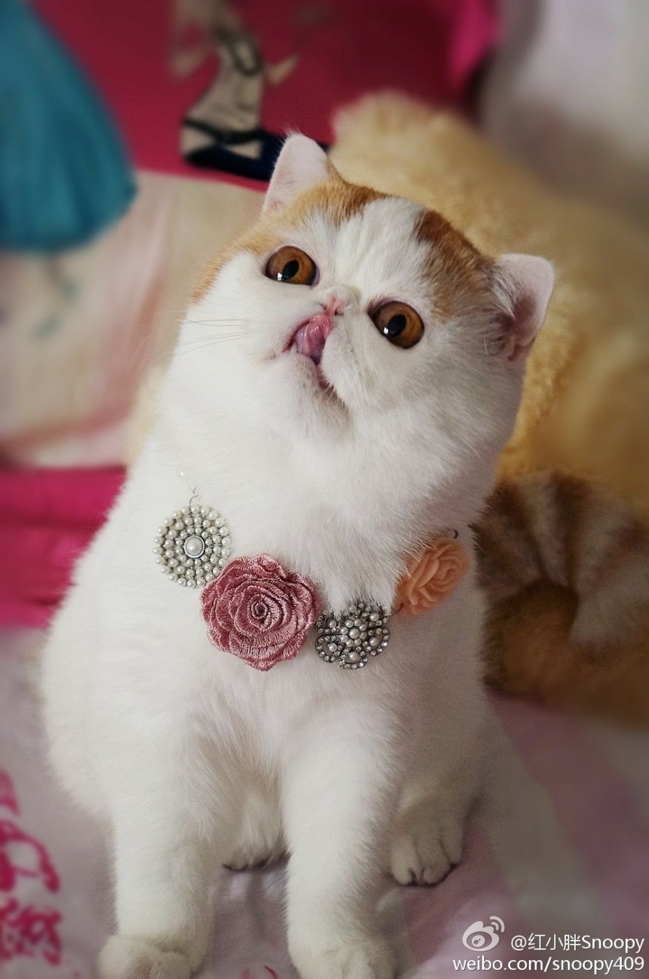 Экзотическая короткошерстная кошка