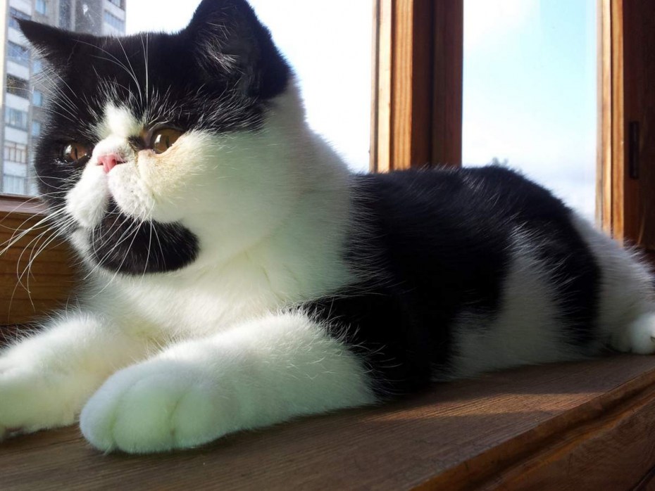 Котики милота